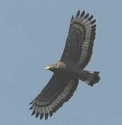 Crested Serpent Eagle