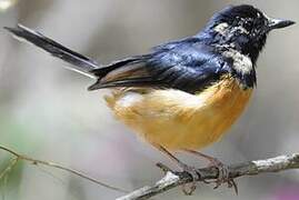 White-rumped Shama