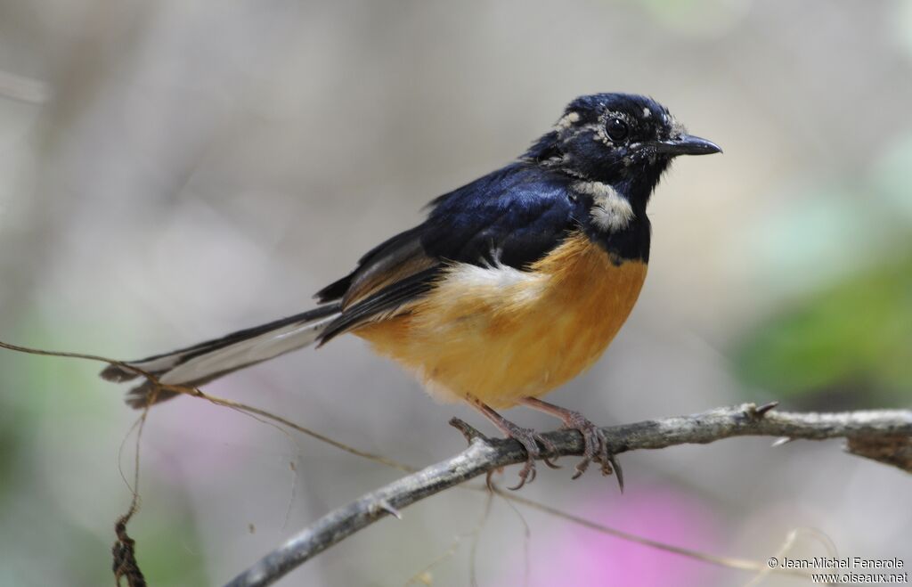 White-rumped Shama