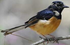 White-rumped Shama