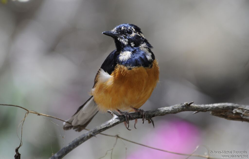 White-rumped Shama