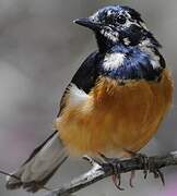 White-rumped Shama