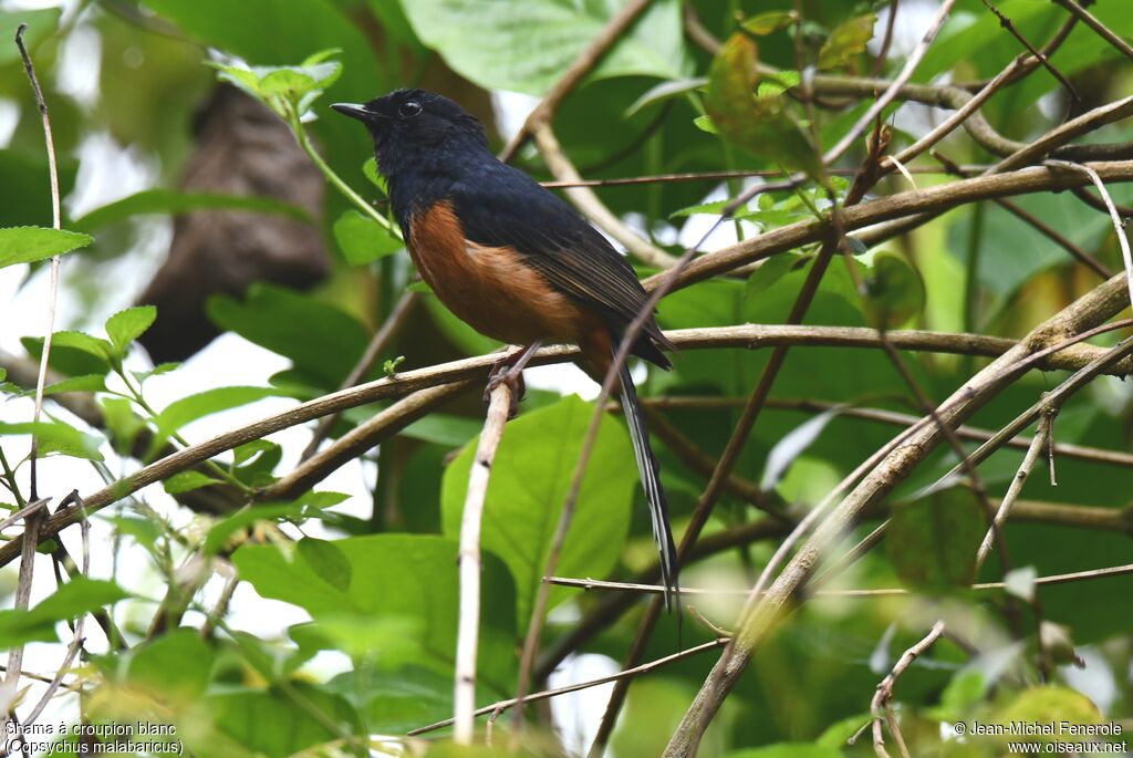 White-rumped Shama