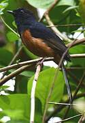 White-rumped Shama