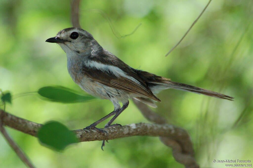 Madagascan Magpie-Robin female adult