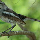 Shama de Madagascar