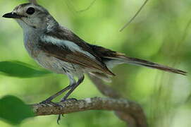 Madagascan Magpie-Robin