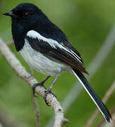 Madagascan Magpie-Robin