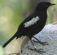 Seychelles Magpie-Robin