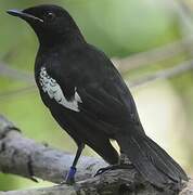 Seychelles Magpie-Robin