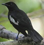 Seychelles Magpie-Robin