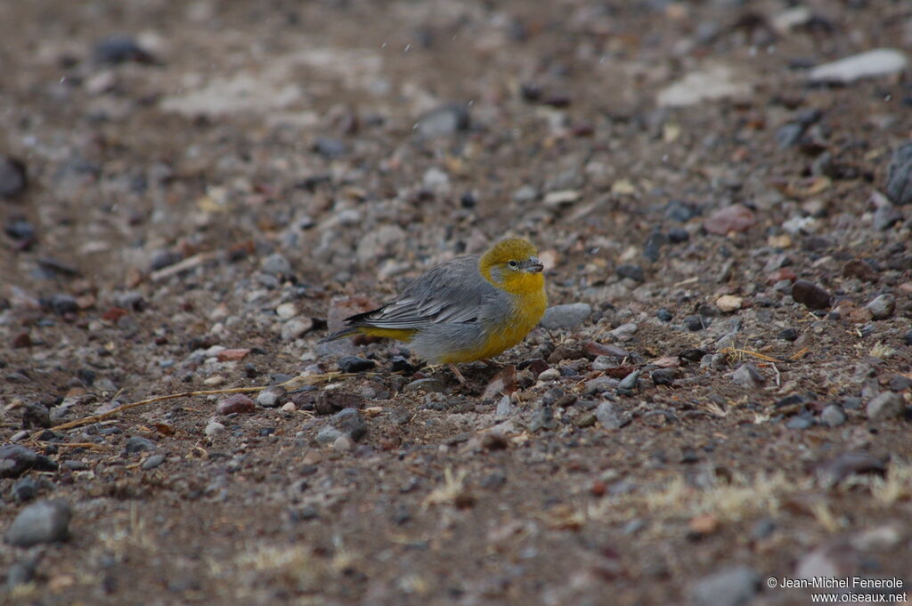 Bright-rumped Yellow Finch male adult