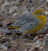 Bright-rumped Yellow Finch