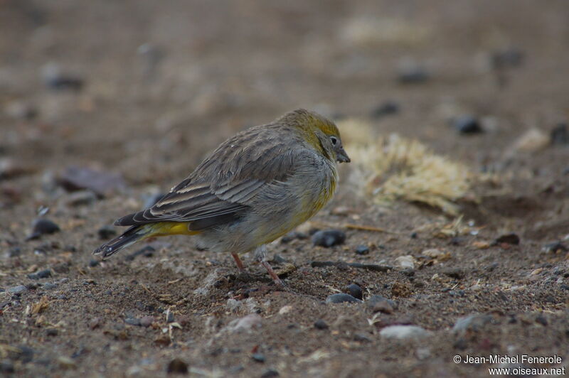 Bright-rumped Yellow Finch female