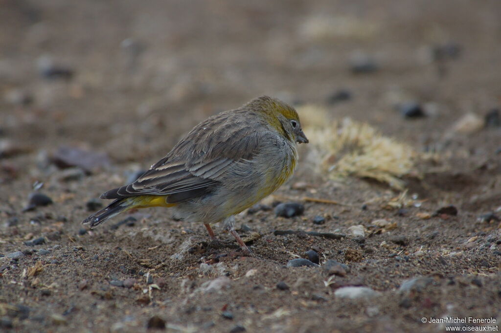 Bright-rumped Yellow Finch female