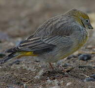 Bright-rumped Yellow Finch