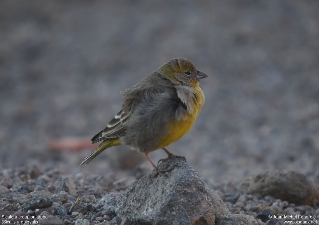 Bright-rumped Yellow Finch