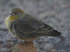 Bright-rumped Yellow Finch