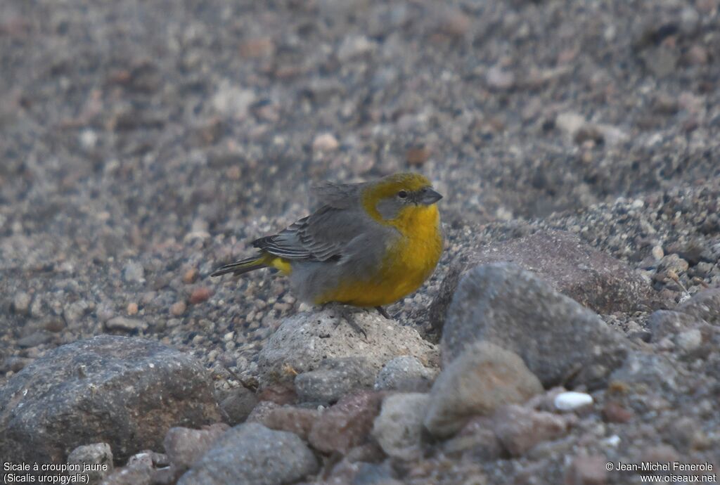 Bright-rumped Yellow Finch