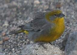 Bright-rumped Yellow Finch