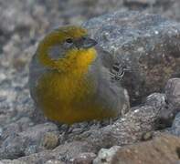 Bright-rumped Yellow Finch