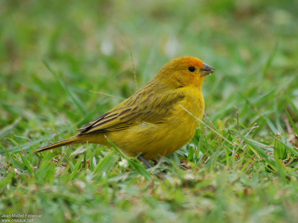 Saffron Finch male adult, identification