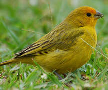 Saffron Finch