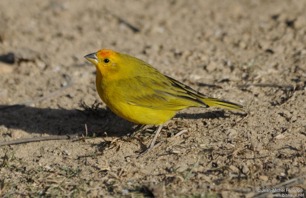 Saffron Finch