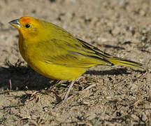 Saffron Finch