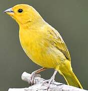 Saffron Finch