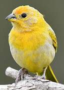 Saffron Finch