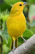 Saffron Finch