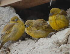 Puna Yellow Finch