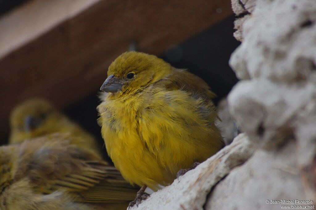 Sicale jaune