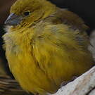 Sicale jaune