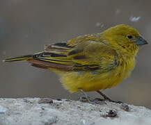 Puna Yellow Finch