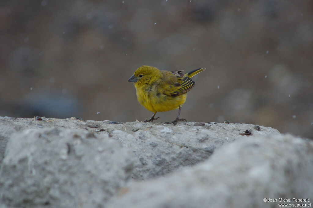 Puna Yellow Finch