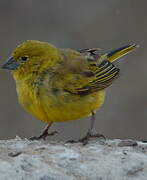 Puna Yellow Finch