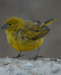 Sicale jaune