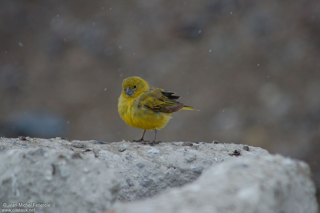 Sicale jaune