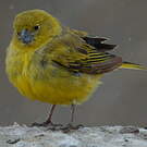 Sicale jaune