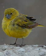 Puna Yellow Finch