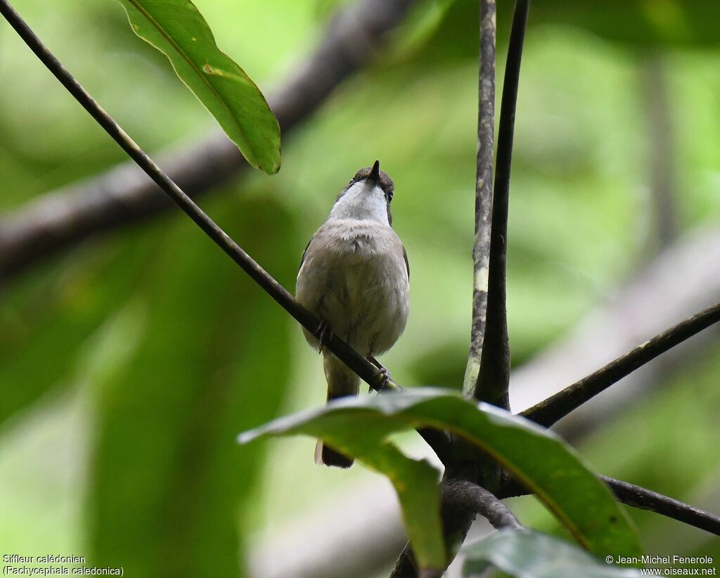 New Caledonian Whistler female