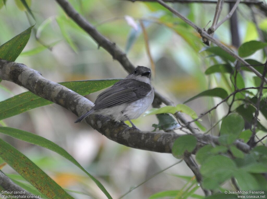 Mangrove Whistler