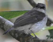 Mangrove Whistler