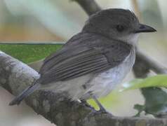 Mangrove Whistler