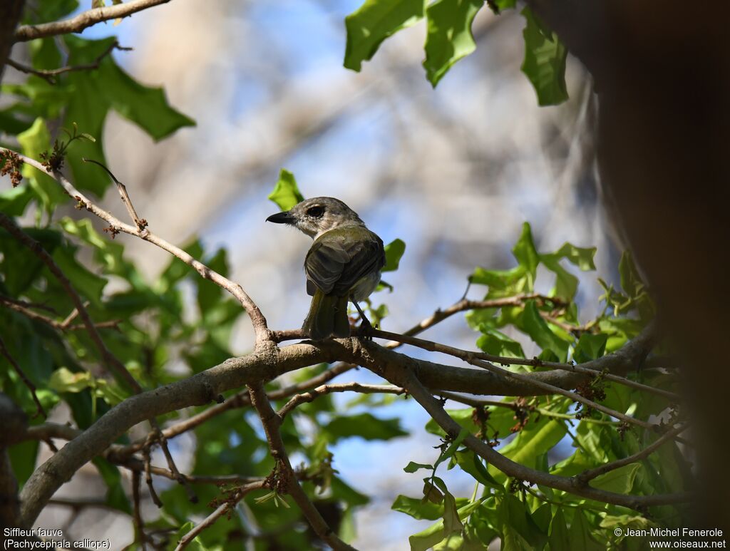 Rusty-breasted Whistler