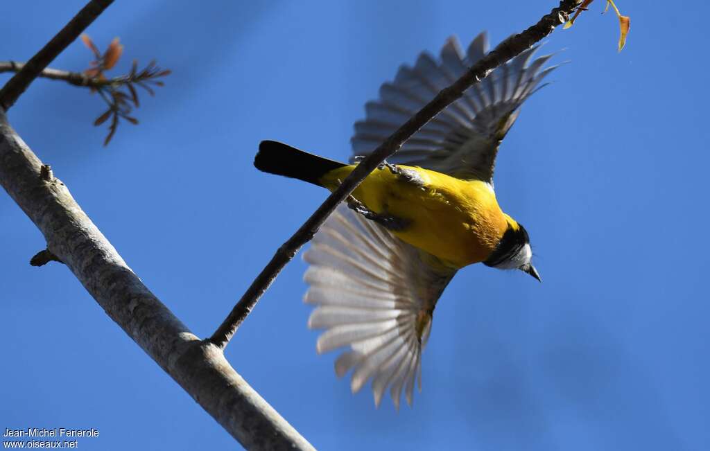 Rusty-breasted Whistler