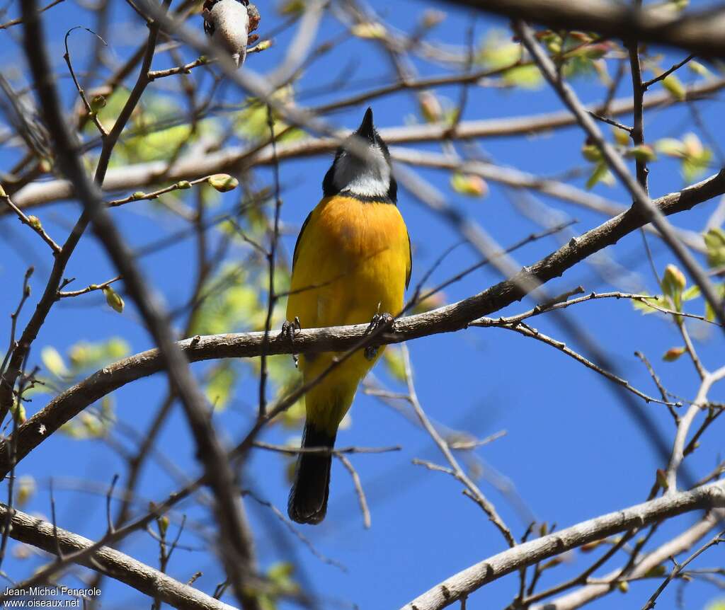 Rusty-breasted Whistler, identification