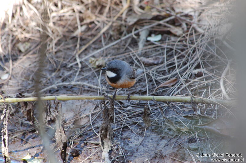 Rufous Whistler male adult